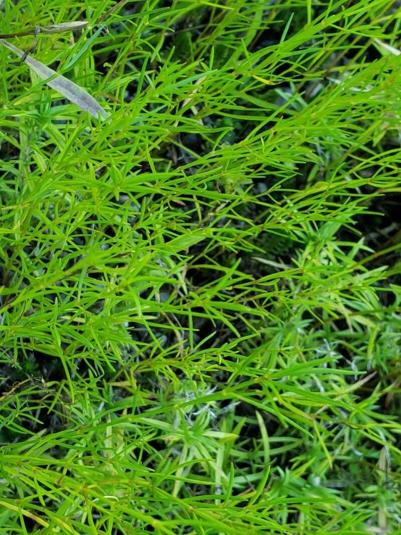 Coreopsis rosa 2