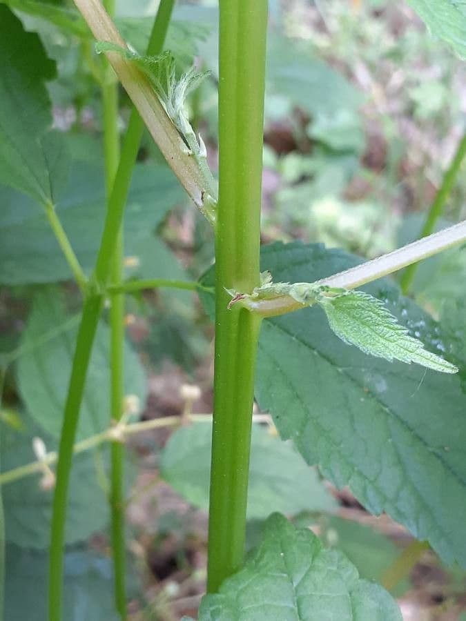 Boechmeria 22