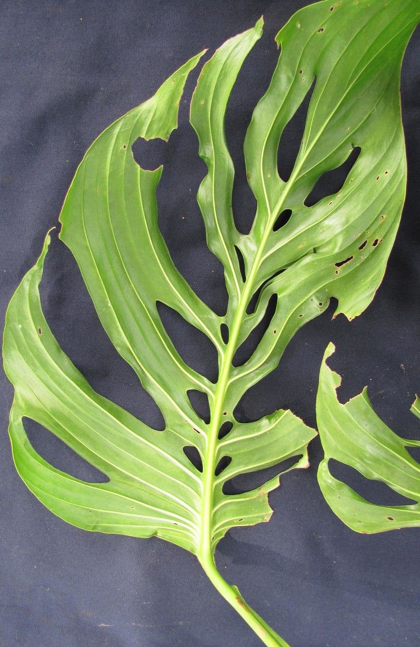 Monstera 13