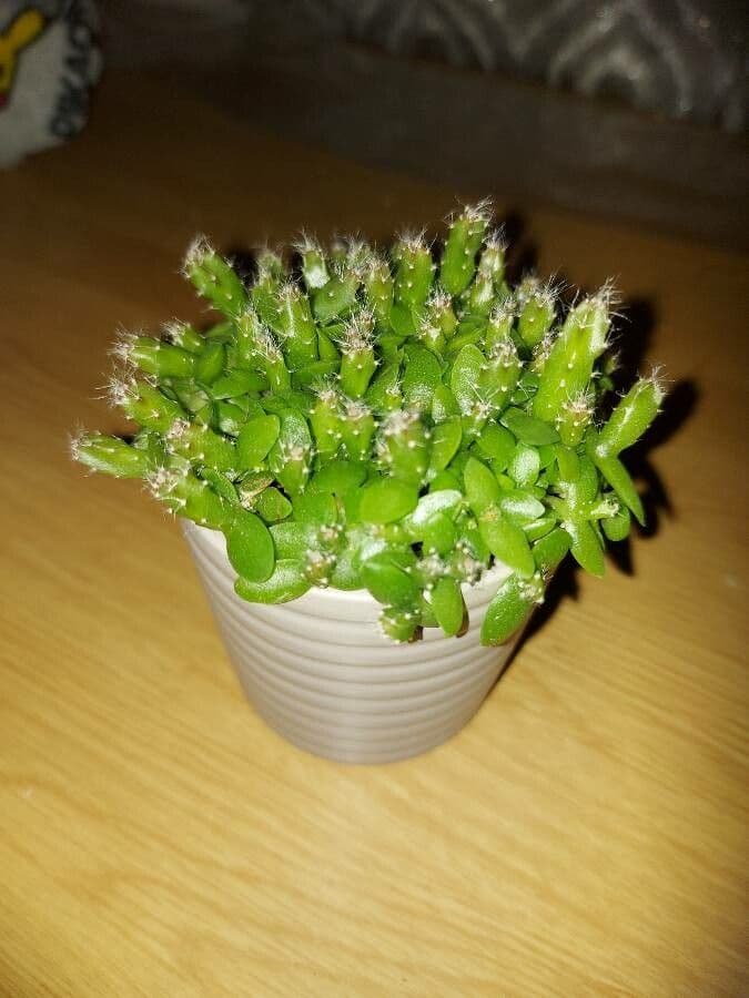 Rhipsalis 14