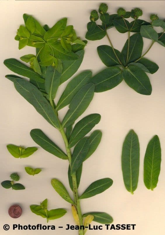 Irisches Wolfsmilch 24