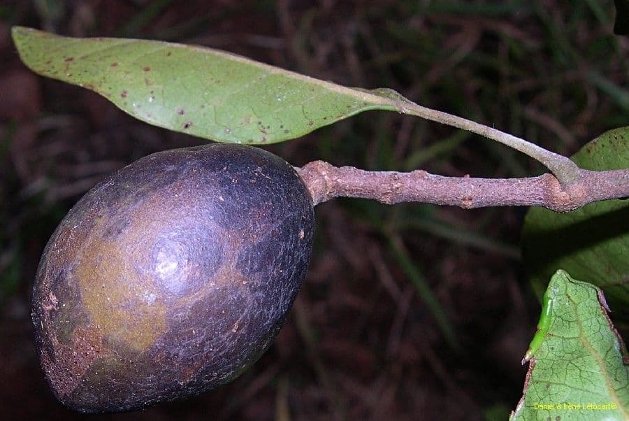 Sleumerodendron 4