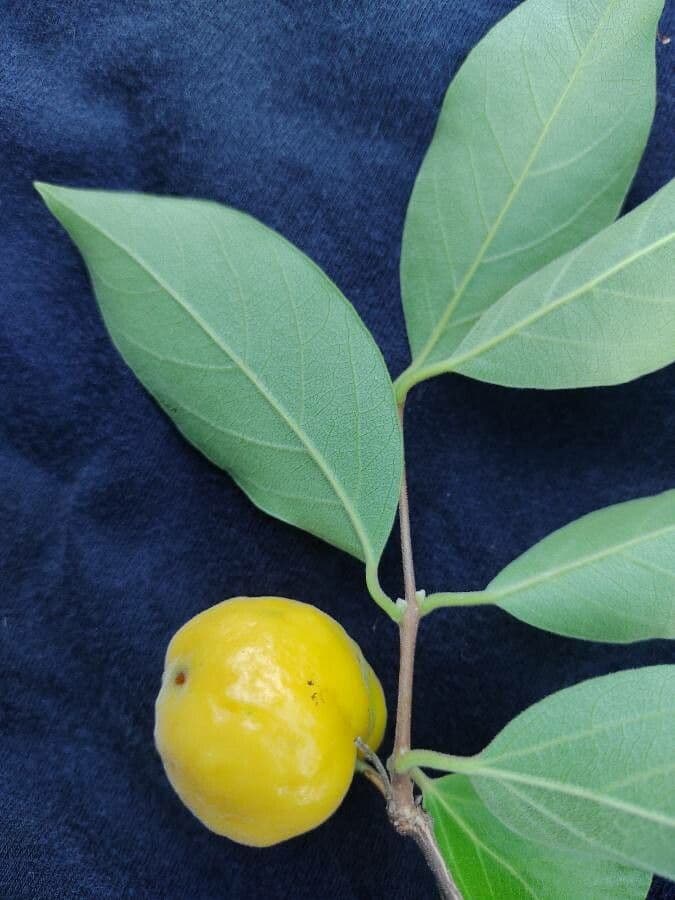 Eugenia 3