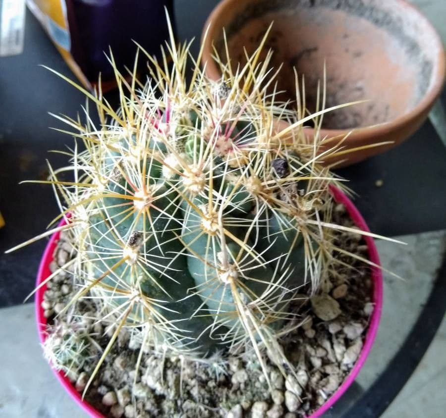 Thelocactus bicolor 6