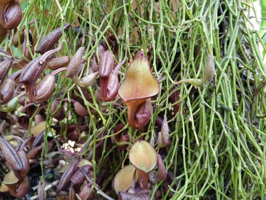 Floridaschwanz 5