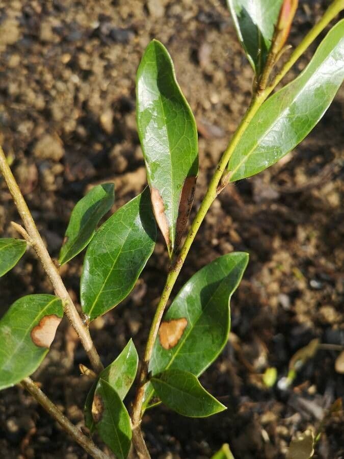 Distylium racemoso 6