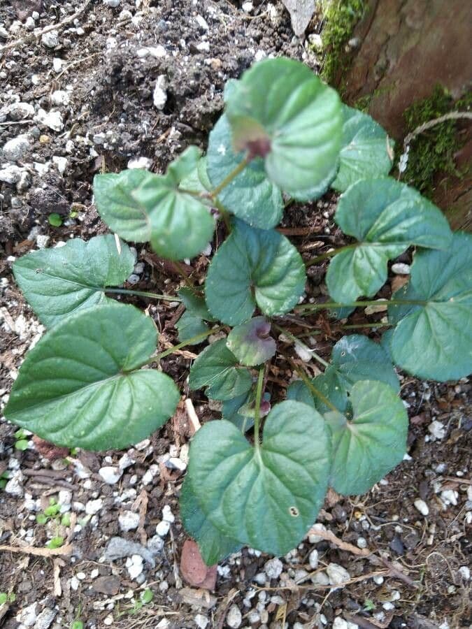 Viola del Labrador 15