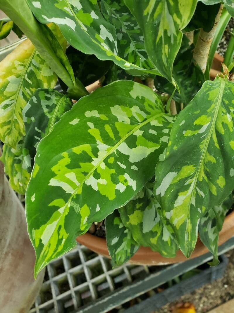 Aglaonema 3