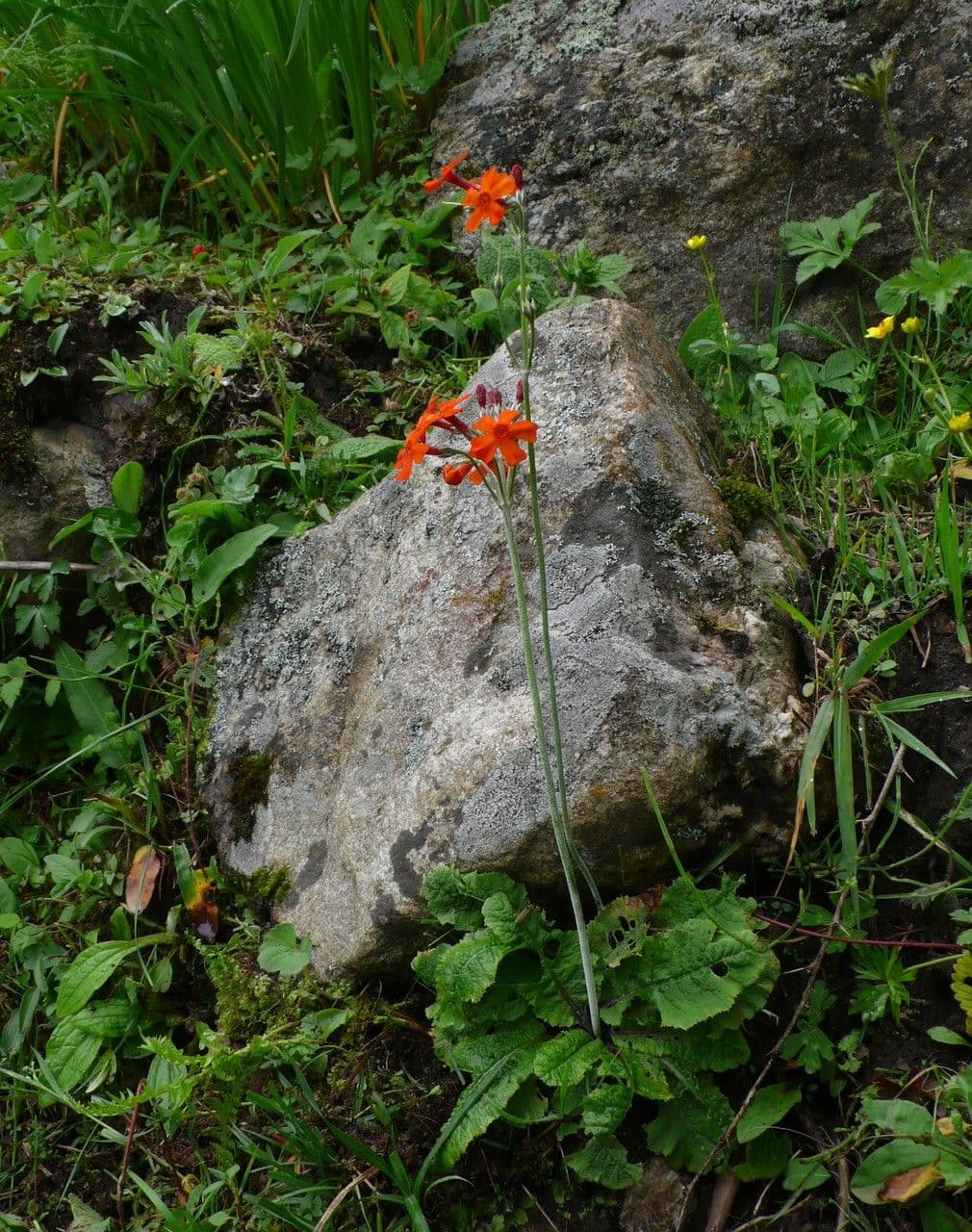 Primula 3