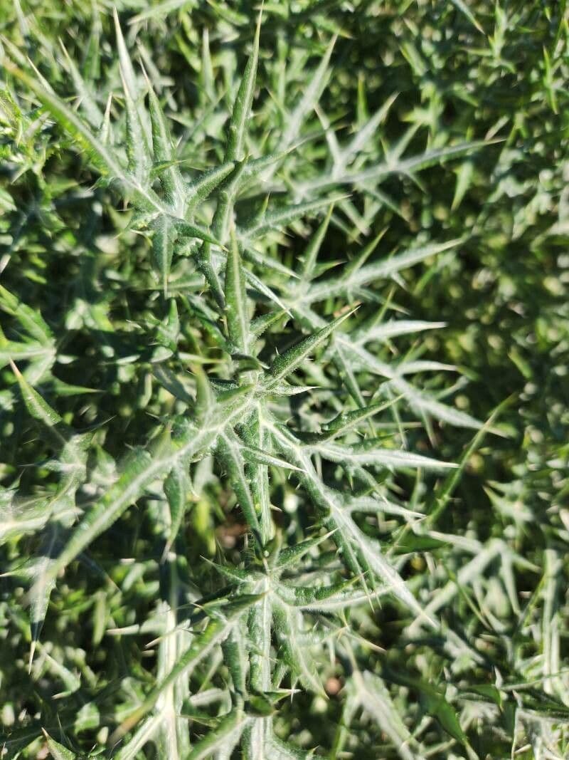Echinops spinosissimus 16