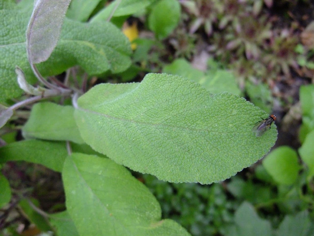 Salvia purpurea 10