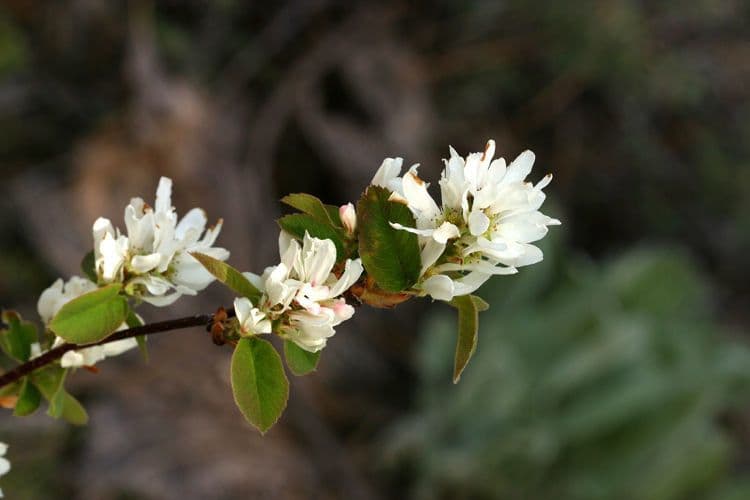 Amelanchier 7