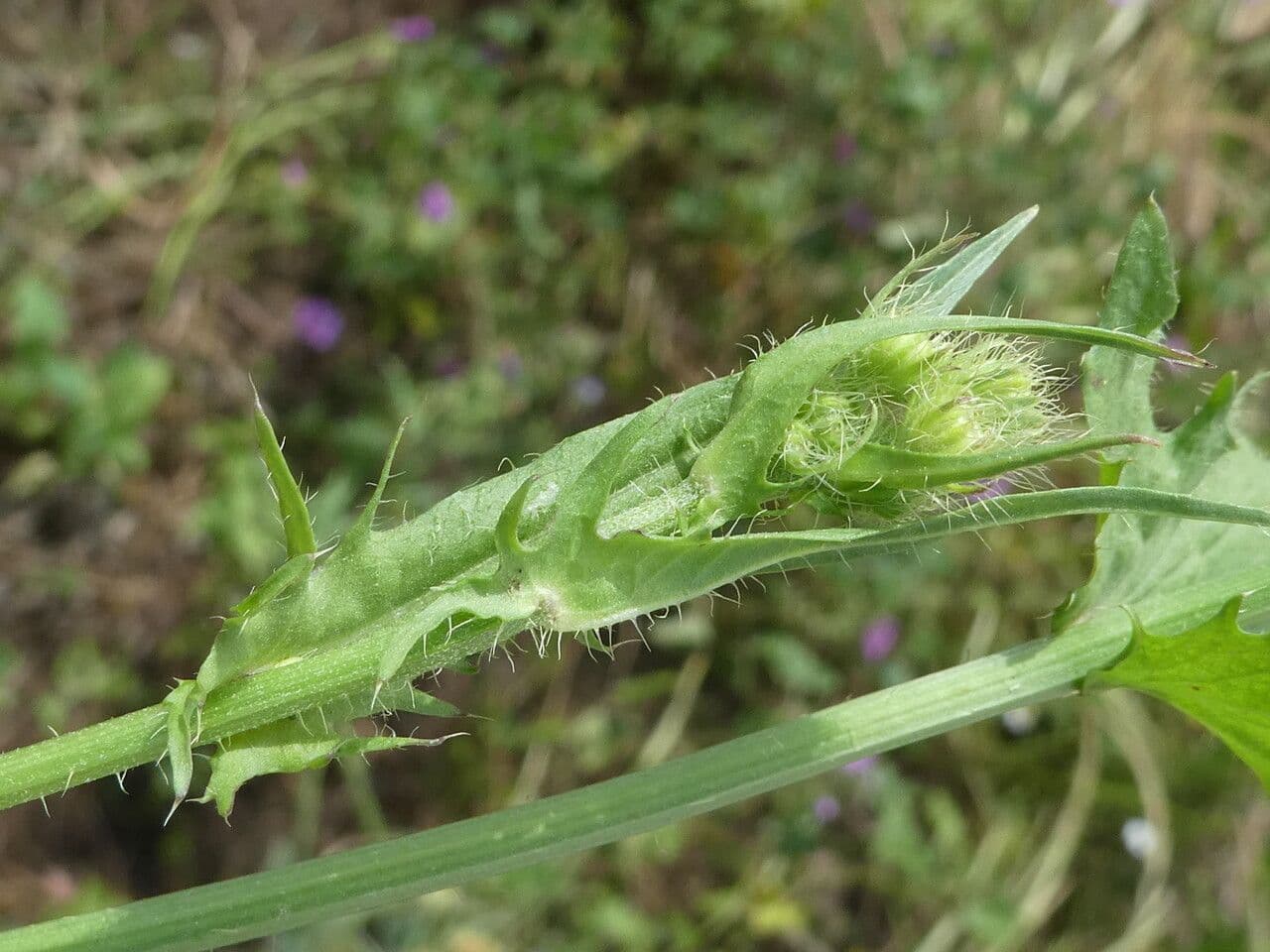 Radicchiella setolosa 22
