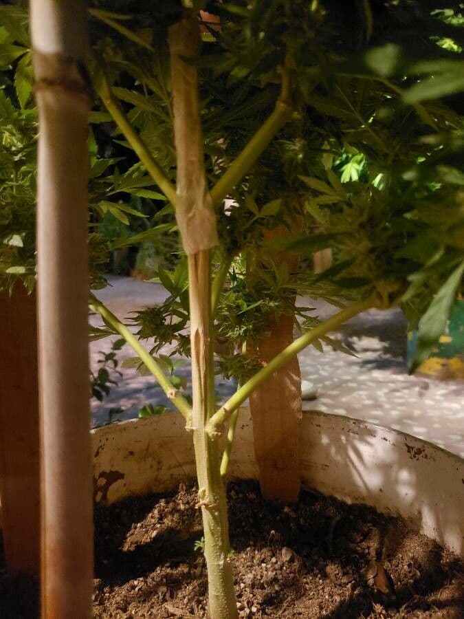 Canapa 24