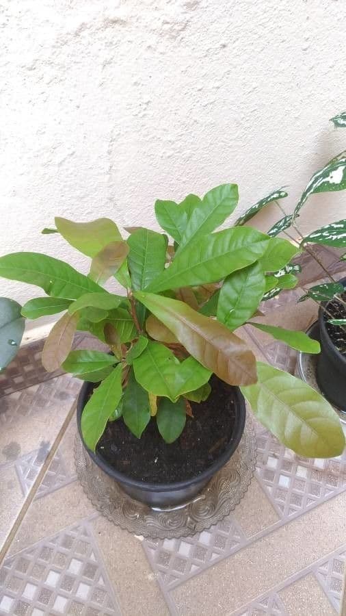 Synsepalum 18