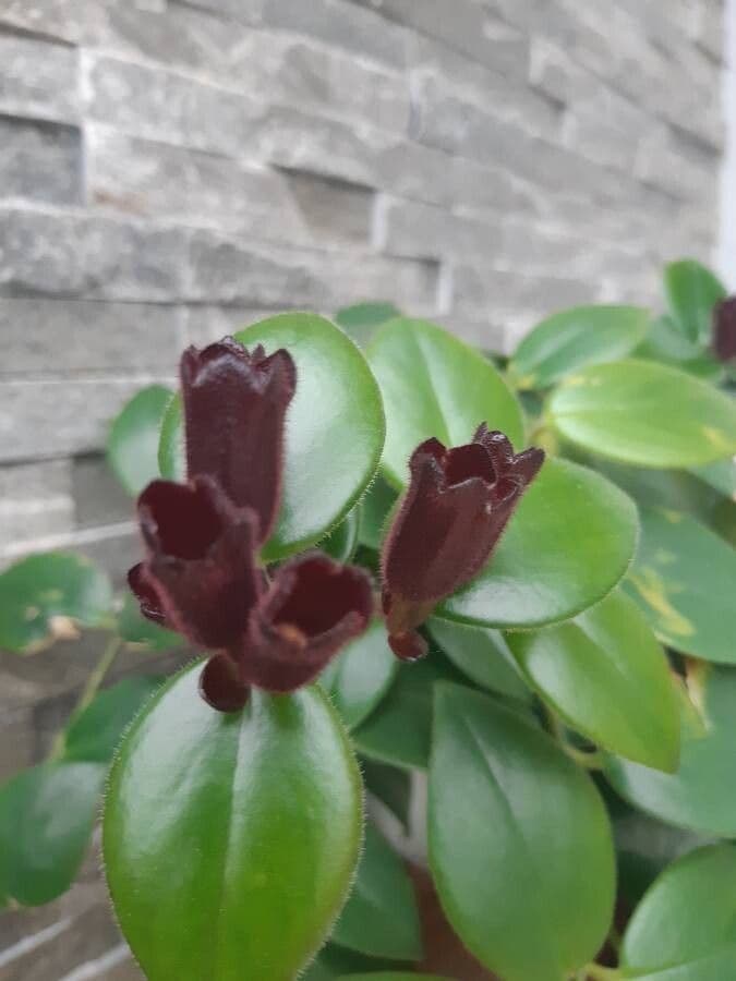 Pianta rossetto 4