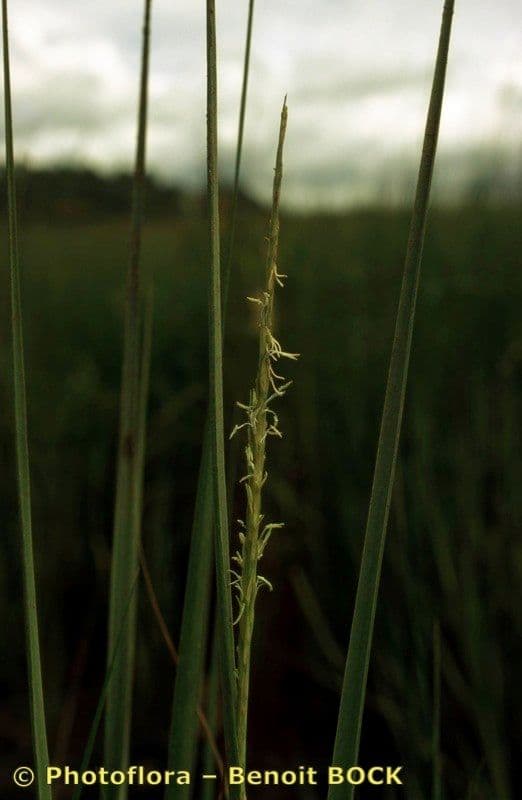 Smooth cordgrass 22