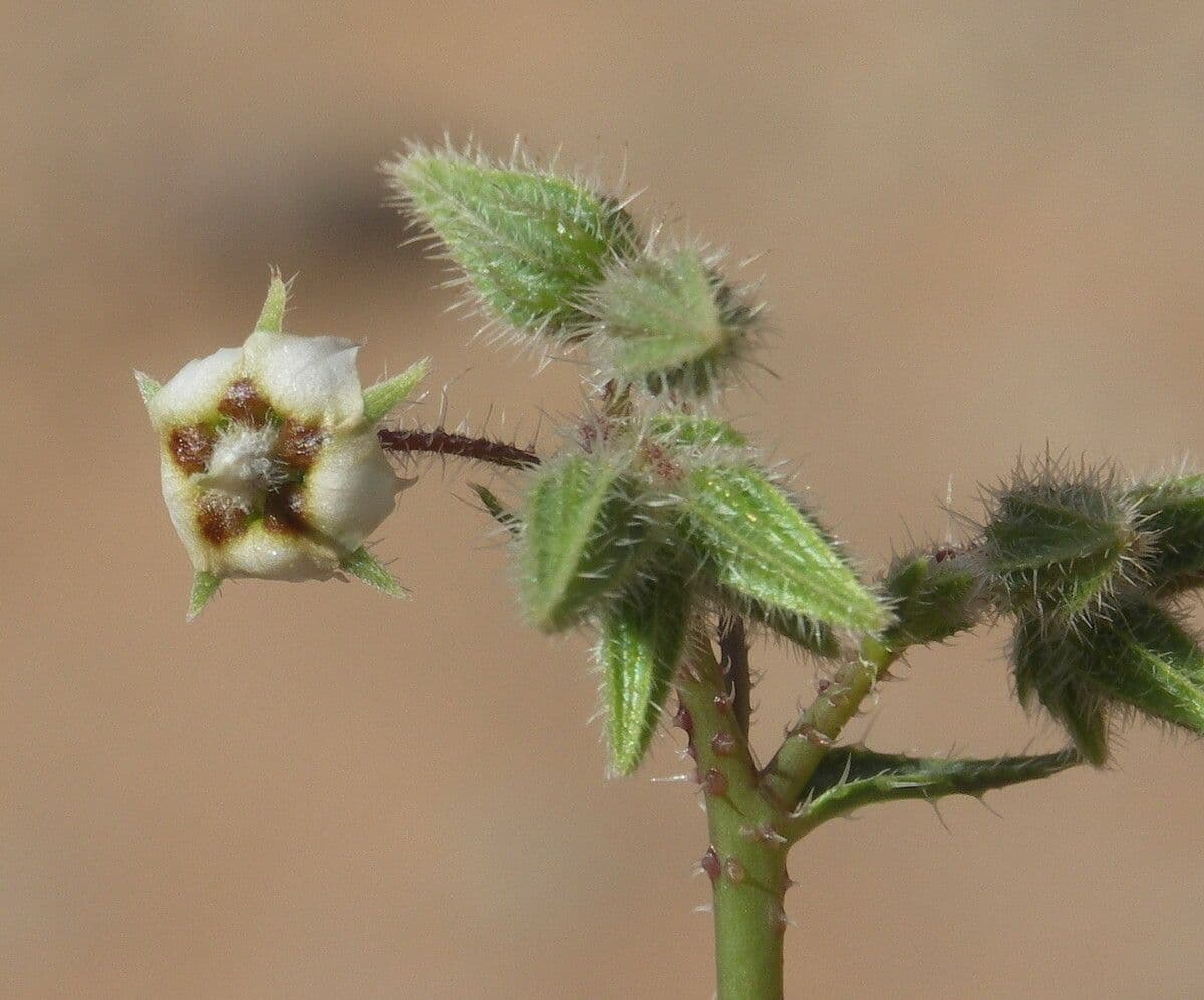Trichodesma 3