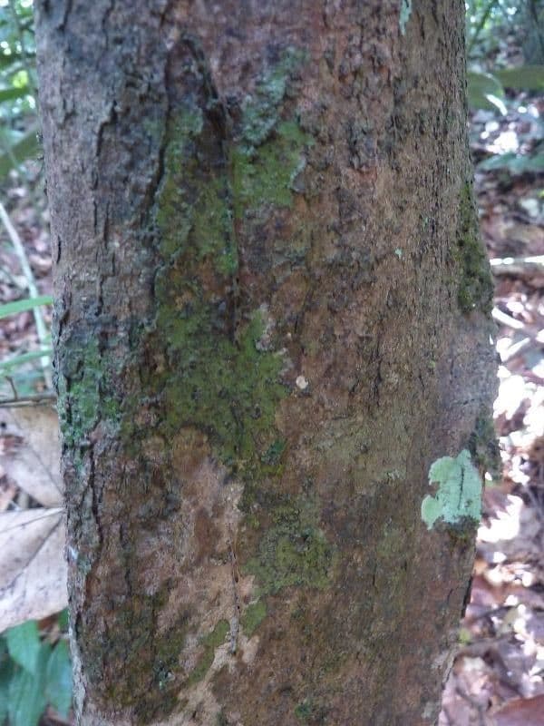 Hirtella 5