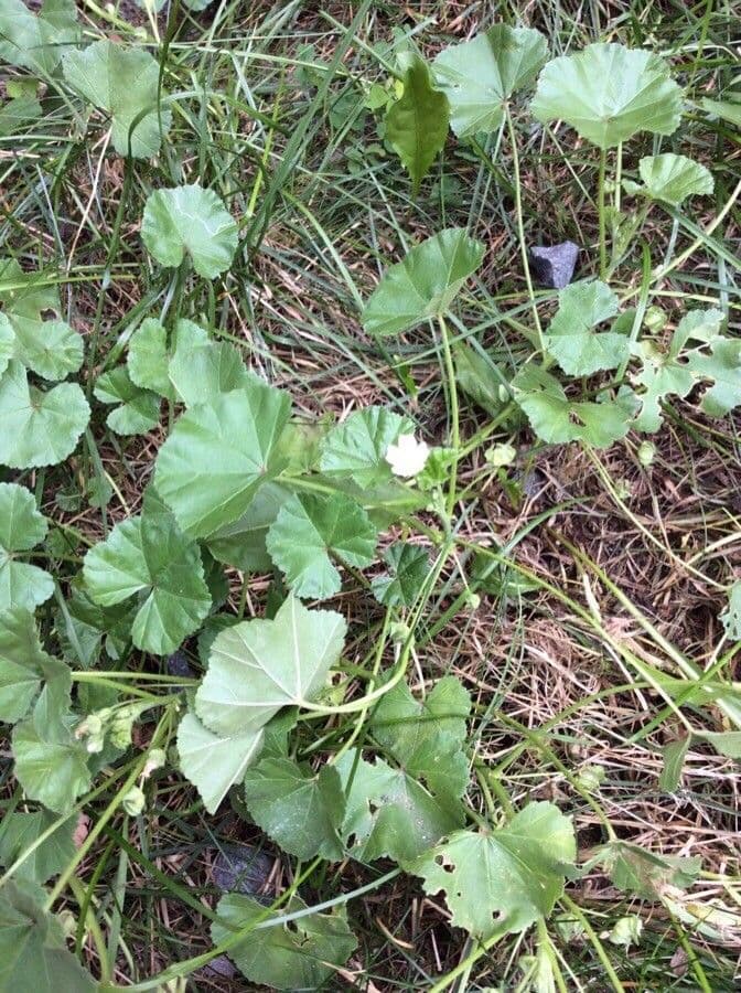 Malva pusilla 6