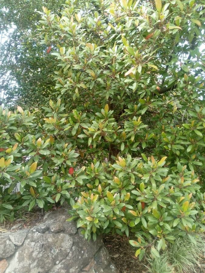 Elaeocarpus reticulatus 11
