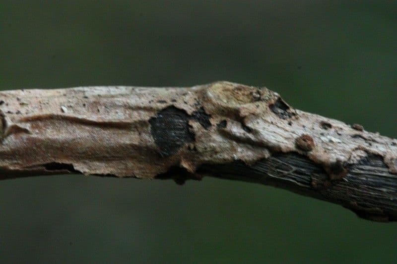 Ardisia crenata 23