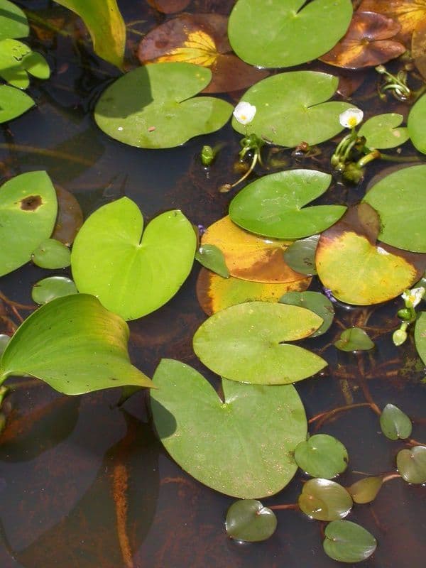 Sagittaria guayanensis 11