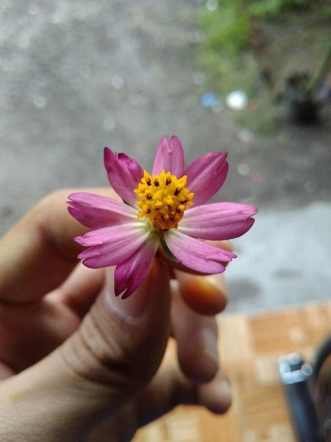 Cosmos 6