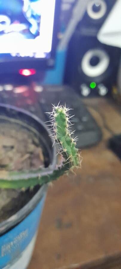 Cactus a cinque lobi 13