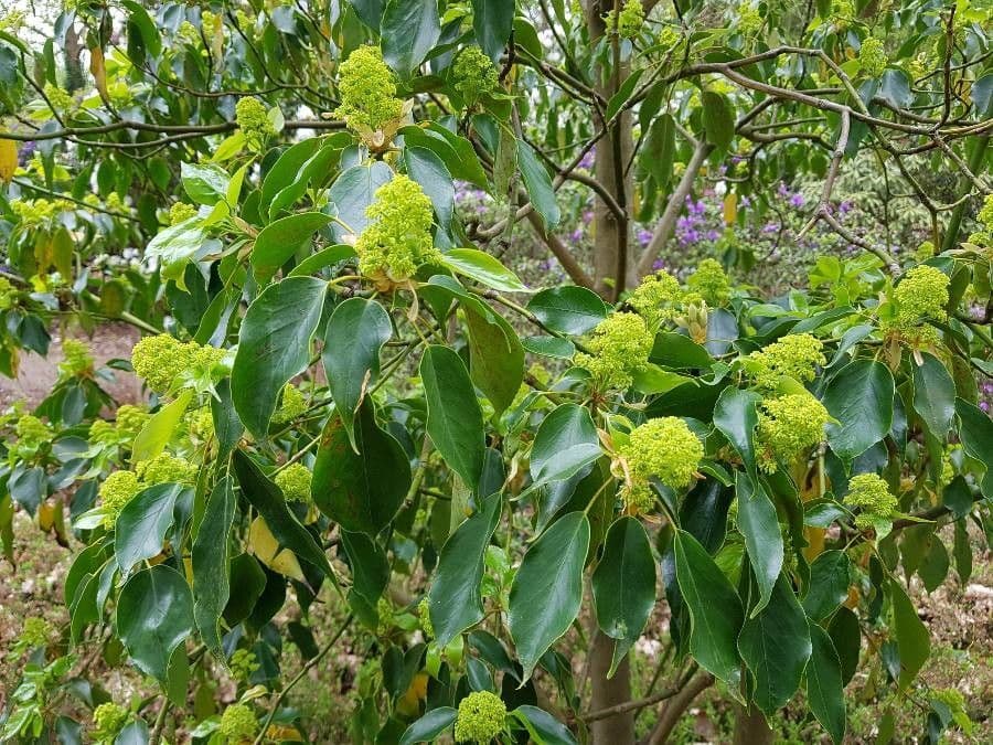 Trochodendron 9