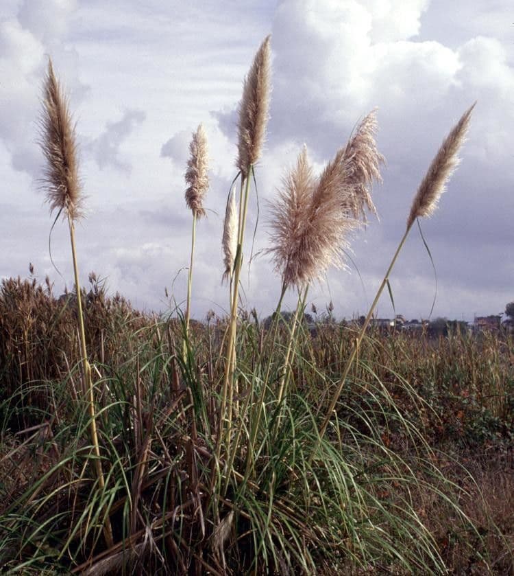 Cortaderia jubata 5
