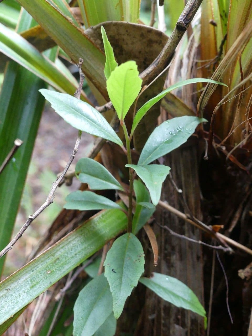 Embelia 11