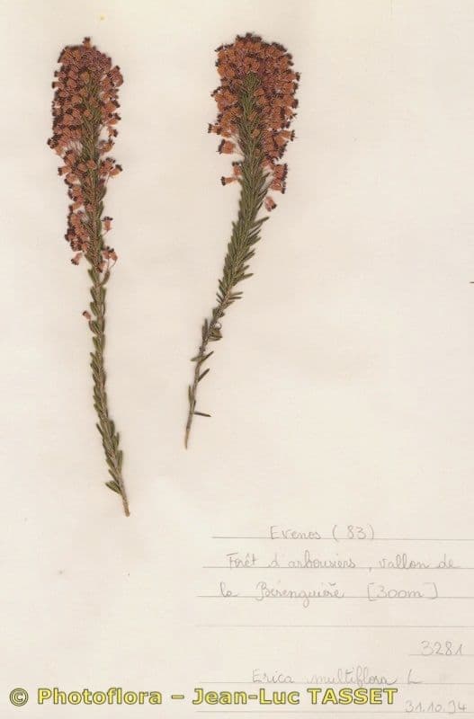 Erica multiflora 26