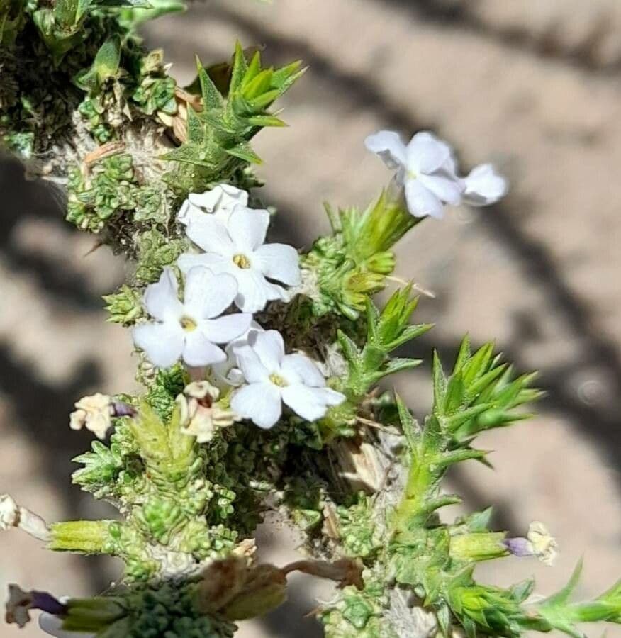 Junellia 2