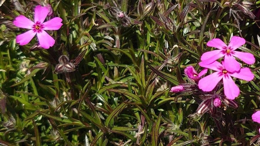 Phlox subulato 15