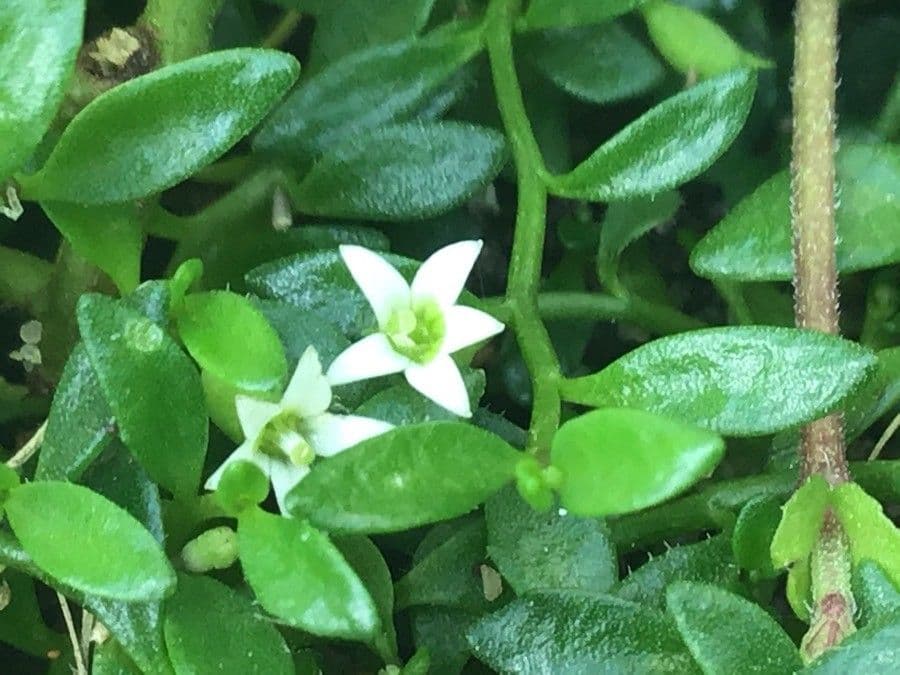 Lobelia irrigua