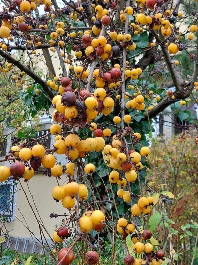 Zumi-Apfel 5