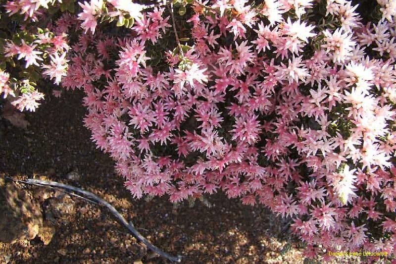 Cyathopsis 4