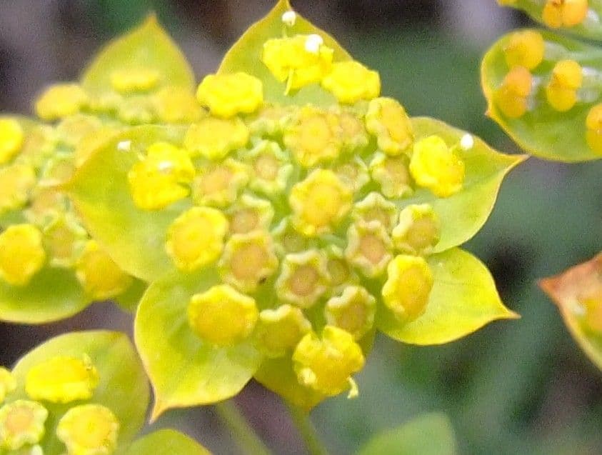 Bupleuro ranuncoloide 7