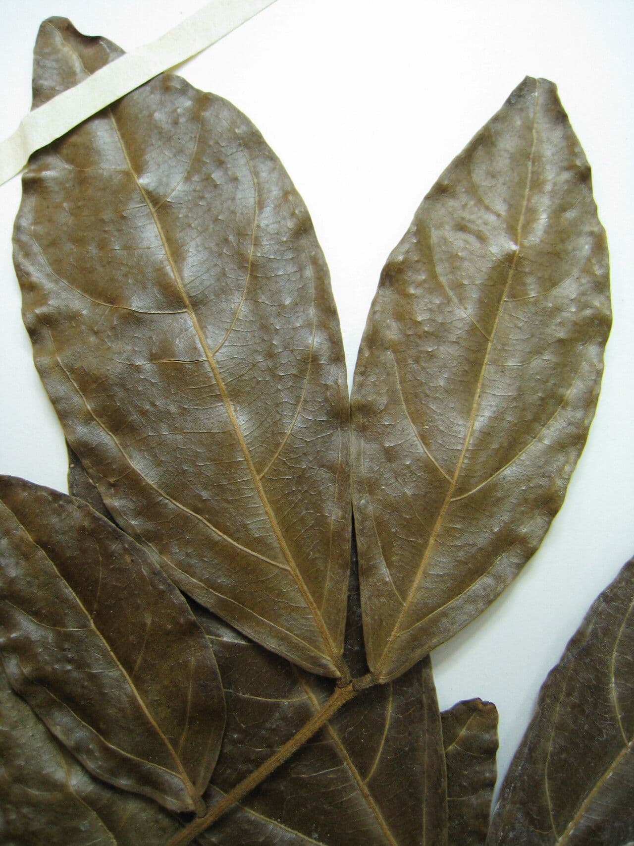 Zygia 4
