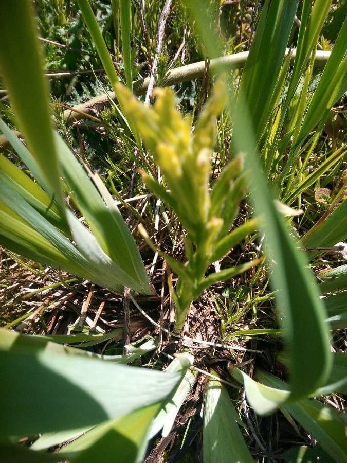 Castilleja cusickii 11