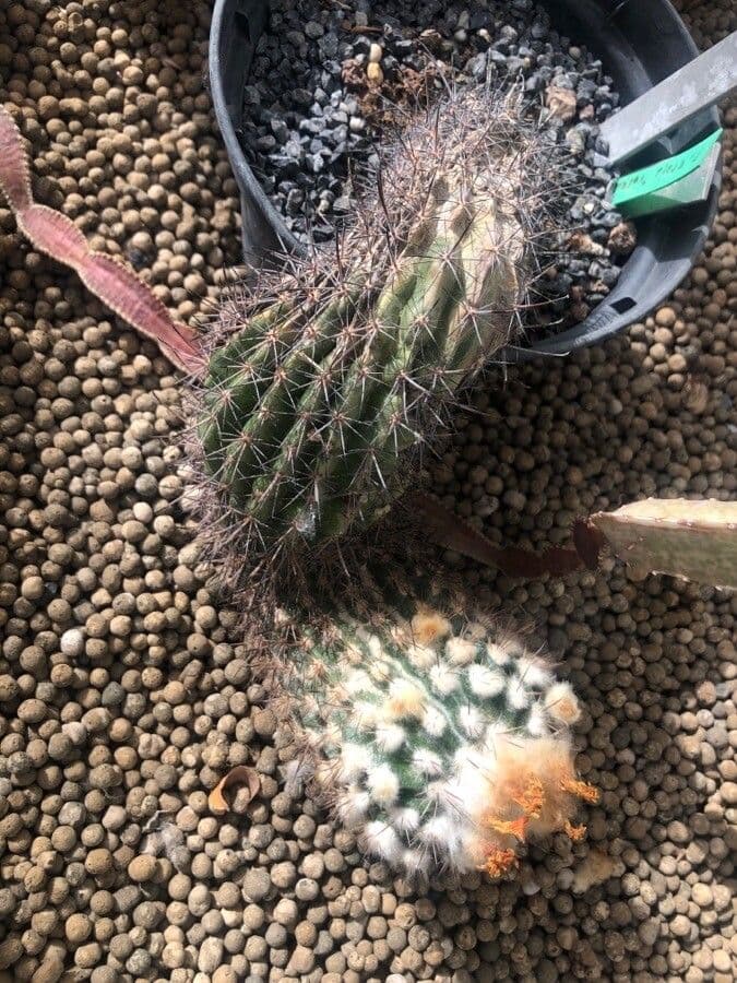 Parodia 2