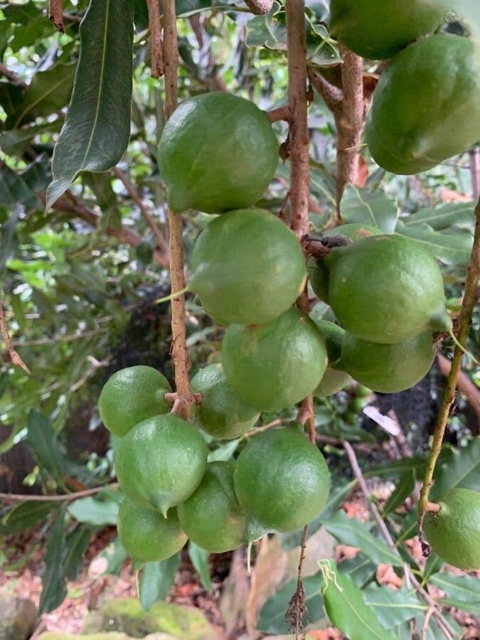Macadamia 4