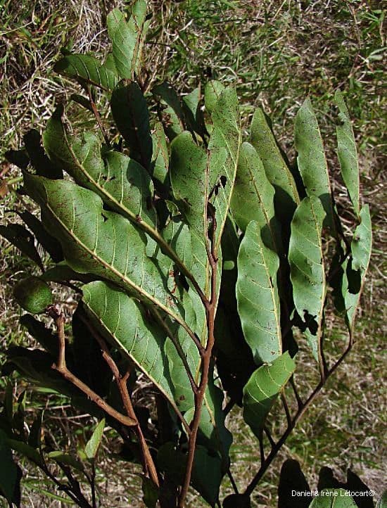 Cupaniopsis 3