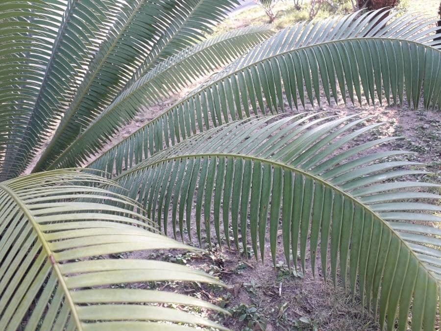 Dioon 12