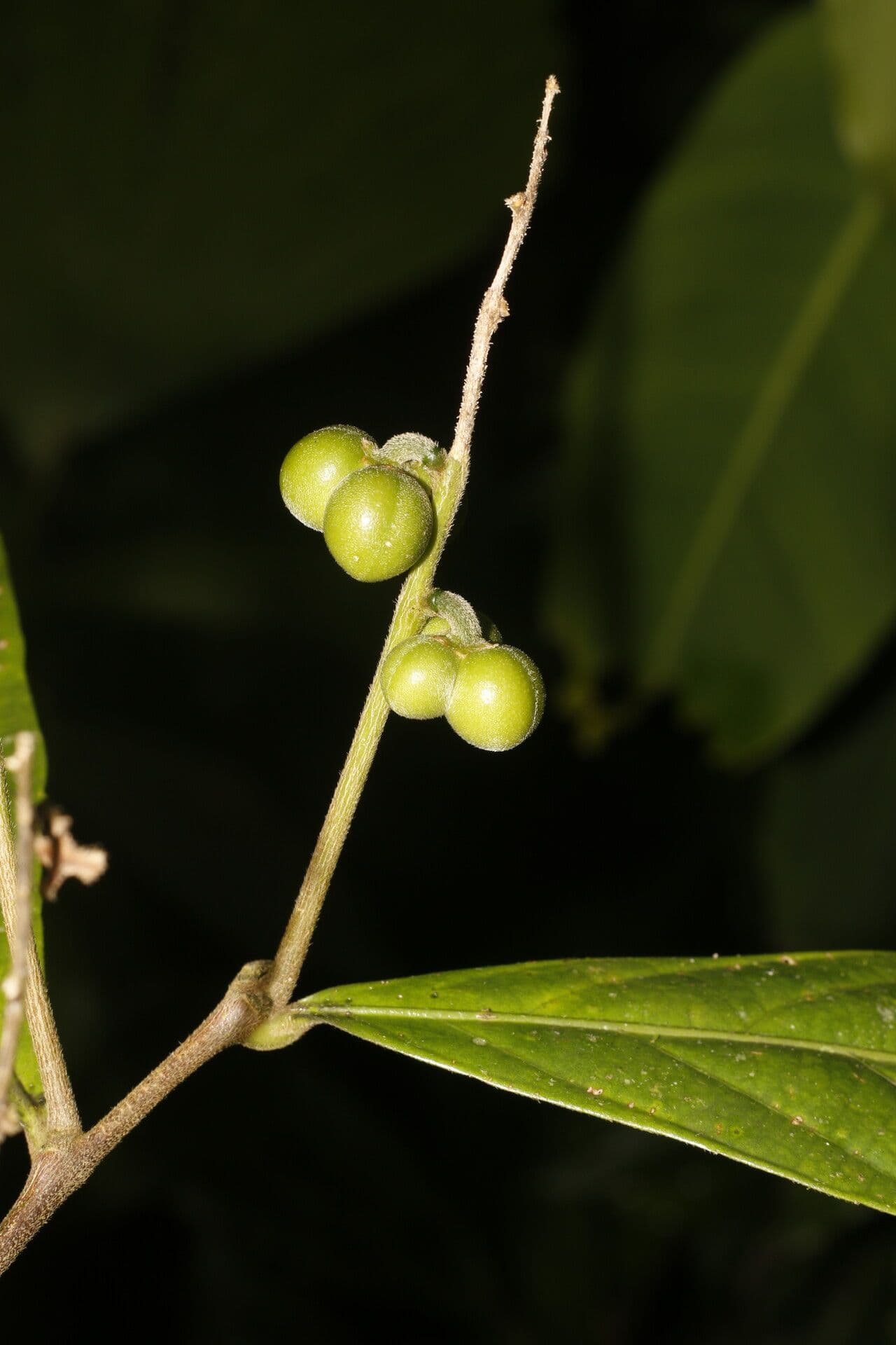 Adenophaedra 2