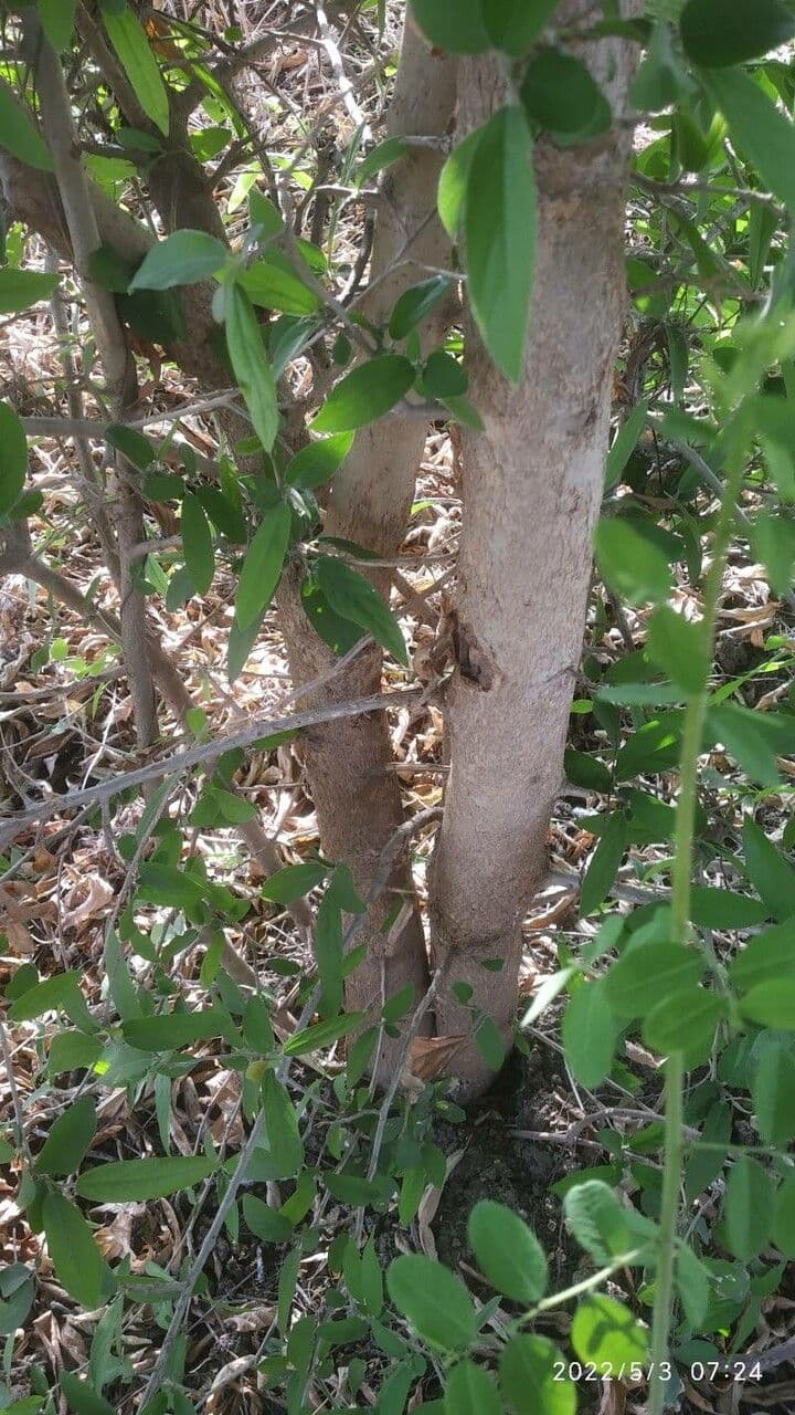 Alangium 11