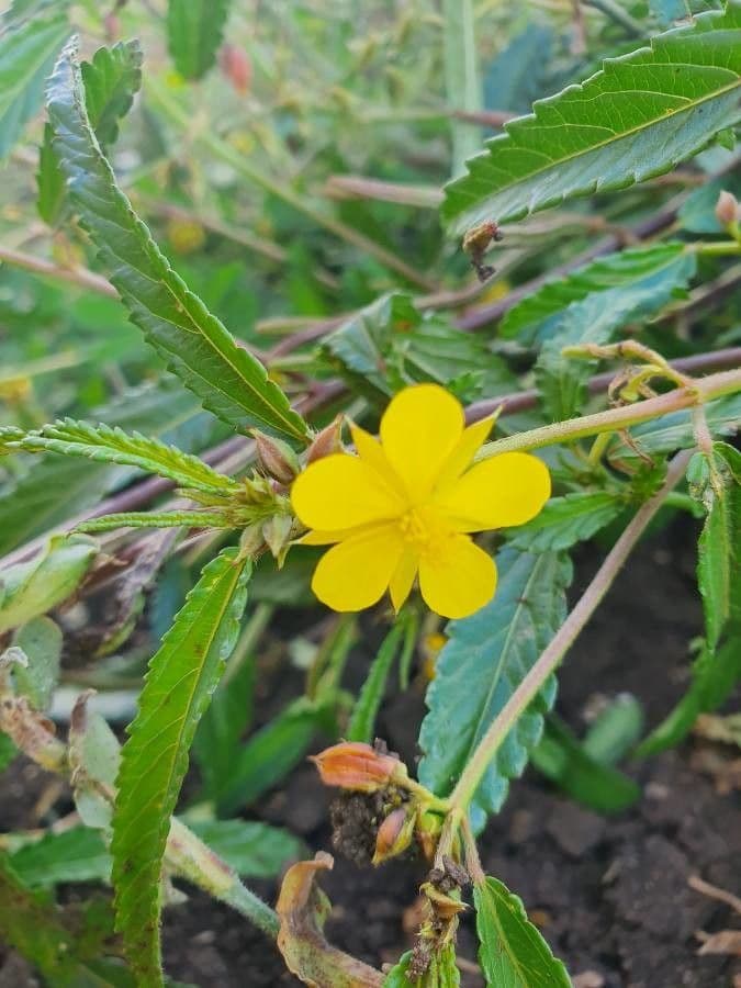 Corchorus trilocularis 5