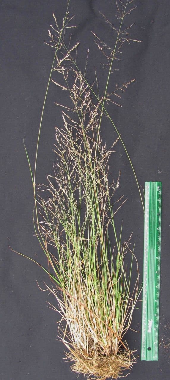 Eragrostis 11