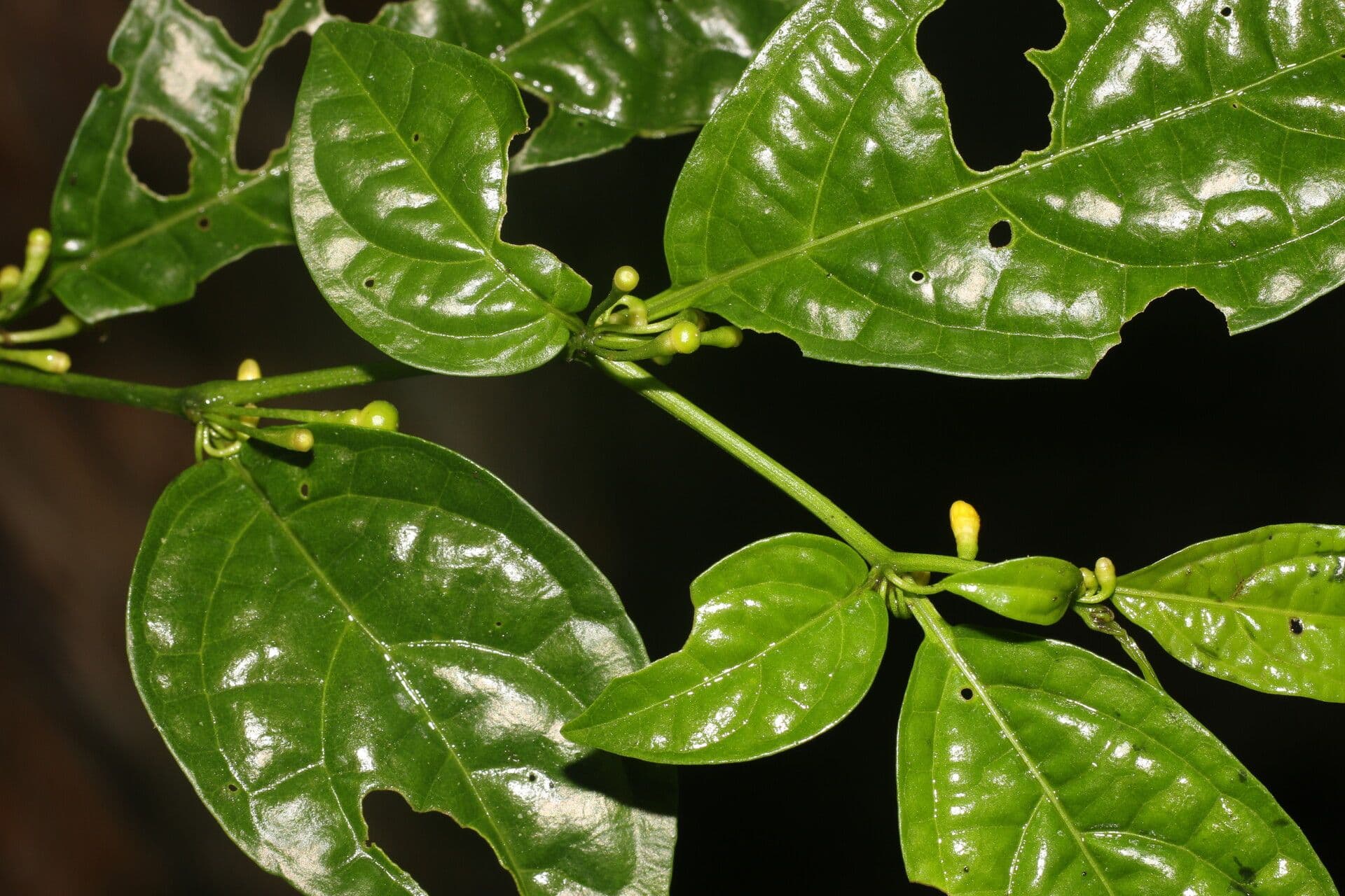 Witheringia 6